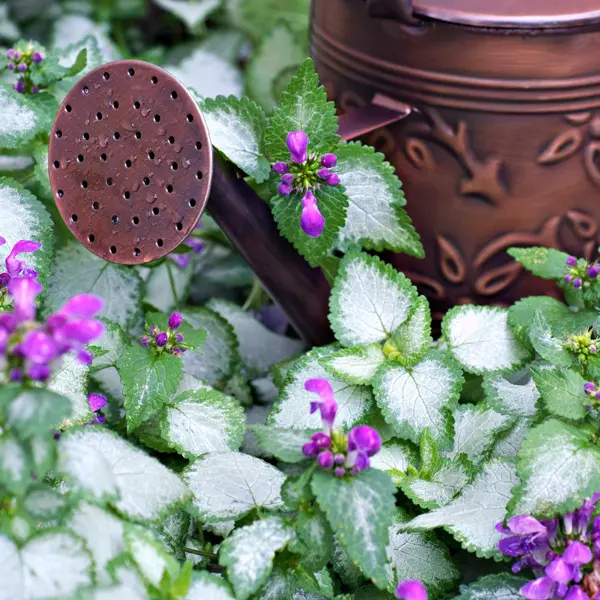 Lamium Beacon Silver 68mm