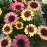 Osteospermum 3d Banana Shake P68ostbsh - Garden Express Australia