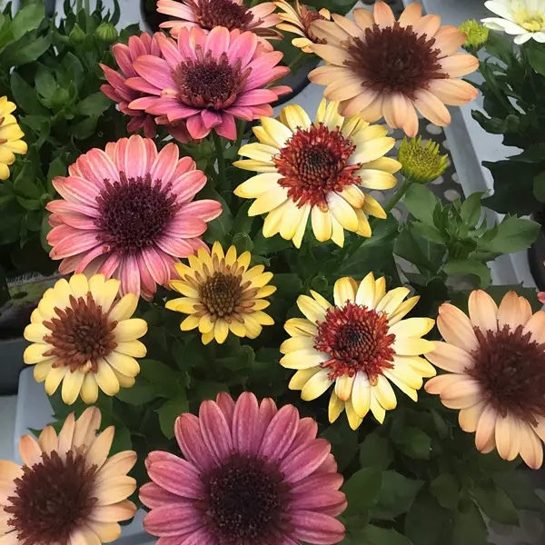 Osteospermum 3d Banana Shake 140mm Osteospermum 3d Banana Shake 140mm