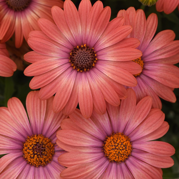 Osteospermum Serenity Coral Magic Osteospermum Serenity Coral Magic
