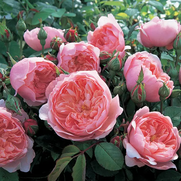 David Austin Rose The Alnwick Rose (Pbr) David Austin Rose The Alnwick Rose (Pbr)