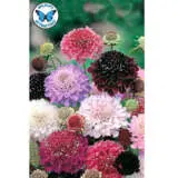 Seed Pincushion Flower Tall Double Mixed Seepftdm - Garden Express Australia