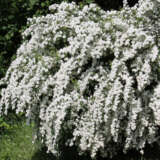 Spiraea Flore Pleno Lpospifpl - Garden Express Australia