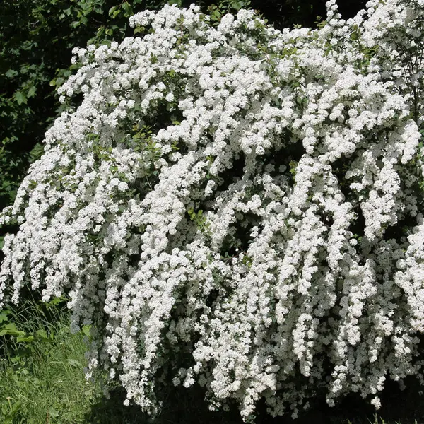 Spiraea Flore Pleno Spiraea Flore Pleno