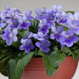 Streptocarpus Ladyslippers Blue Ice