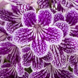 Streptocarpus Ladyslippers Grape Ice Streptocarpus Ladyslippers Grape Ice
