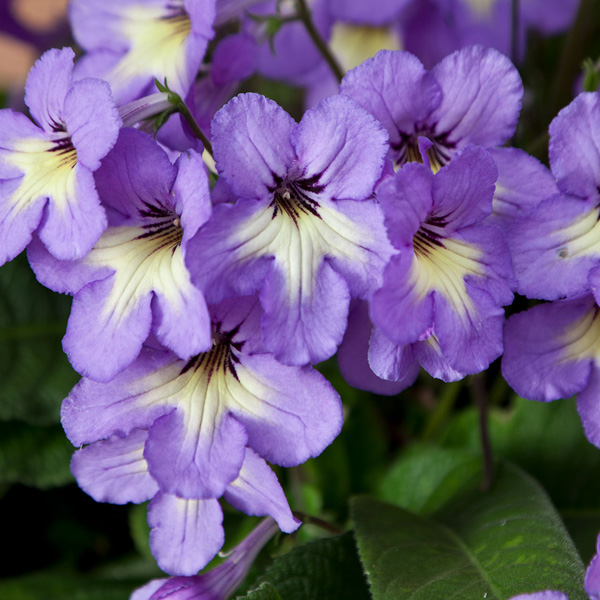 Streptocarpus Ladyslippers Blue With White Centre Streptocarpus Ladyslippers Blue With White Centre