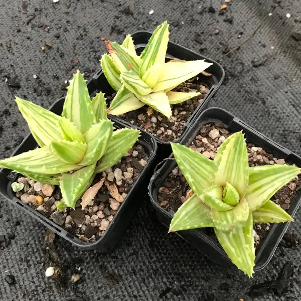 Aloe Mitriformis Variegata Aloe Mitriformis Variegata