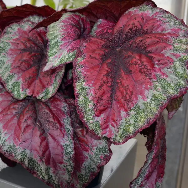 Begonia Plum Paisley Begonia Plum Paisley