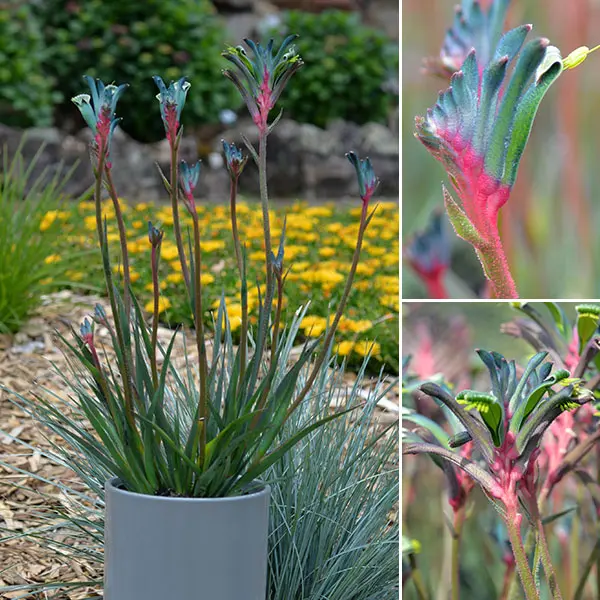 Bush Gems Celebrations Fireworks Kangaroo Paw (Pbr) 180mm Bush Gems Celebrations Fireworks Kangaroo Paw (Pbr) 180mm