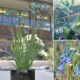 Bush Gems Celebrations Masquerade Kangaroo Paw P14kpamas - Garden Express Australia