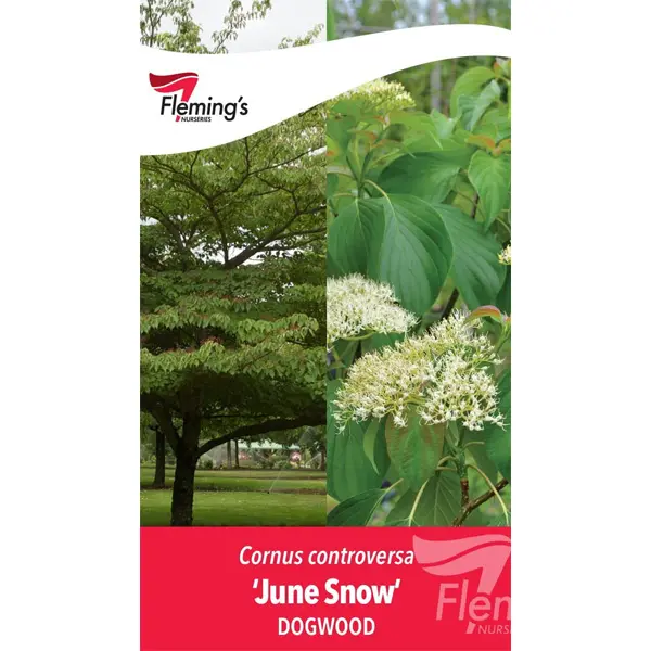 Cornus June Snow