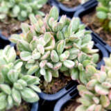 Crassula Rogersii Silk Variegated P68crarsv - Garden Express Australia