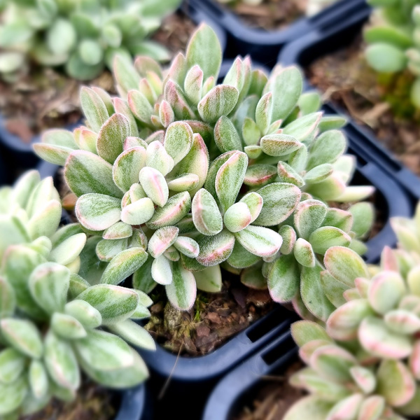 Crassula Rogersii Silk Variegated Crassula Rogersii Silk Variegated