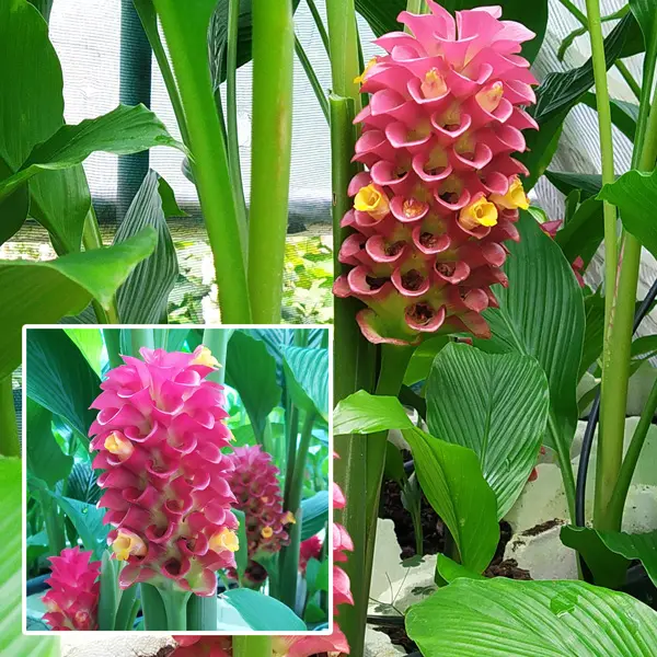 Curcuma Red Bell