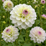 Dahlia Cloe 2026 Pkdahclo - Garden Express Australia