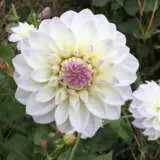 Dahlia Cloe Dahlia Cloe