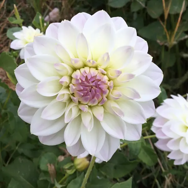Dahlia Cloe