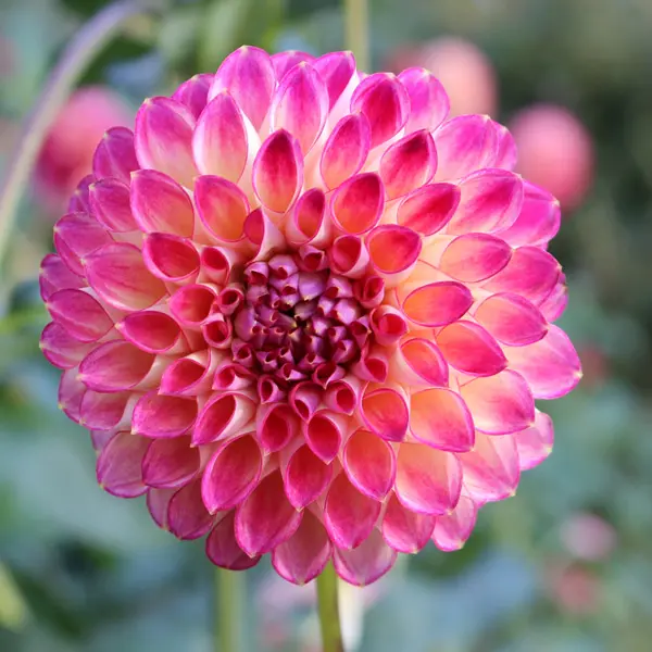Dahlia Eureka Dahlia Eureka