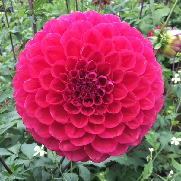 Dahlia Melancholy Dahlia Melancholy