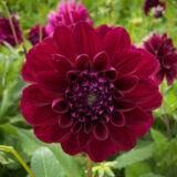 Dahlia Sultans Sire Dahlia Sultans Sire