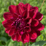 Dahlia Pkdahssi Sultans Sire - Garden Express Australia