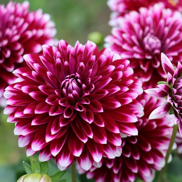 Dahlia Rothesay Reveller Dahlia Rothesay Reveller