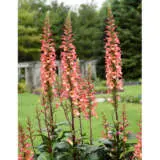Digiplexis Falcon Fire P68digffi - Garden Express Australia
