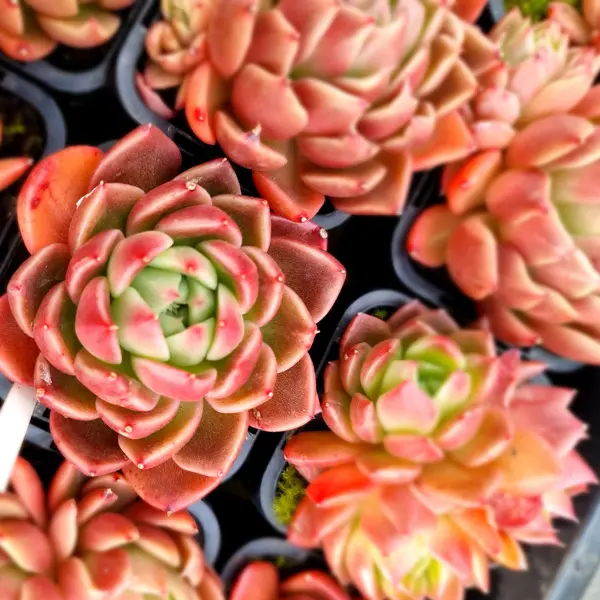Echeveria Gilva Echeveria Gilva