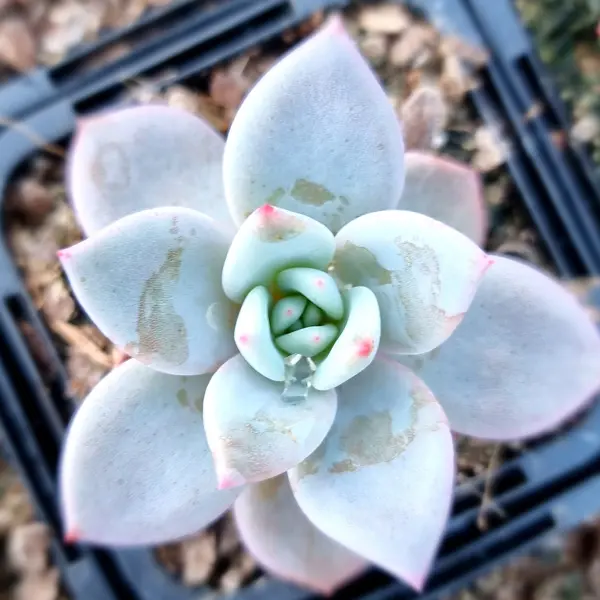 Echeveria Purple Champagne Echeveria Purple Champagne