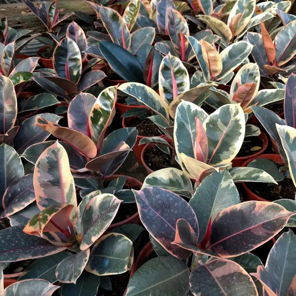 Ficus Tineke Ficus Tineke