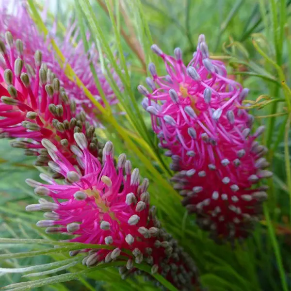 Grevillea Panrock Princess Grevillea Panrock Princess
