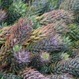 Haworthia Coarctata Red P68hawcor - Garden Express Australia