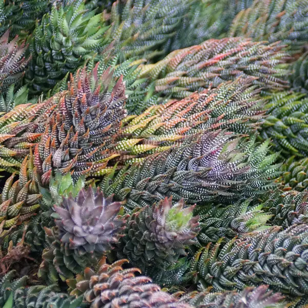 Haworthia Coarctata Red Haworthia Coarctata Red
