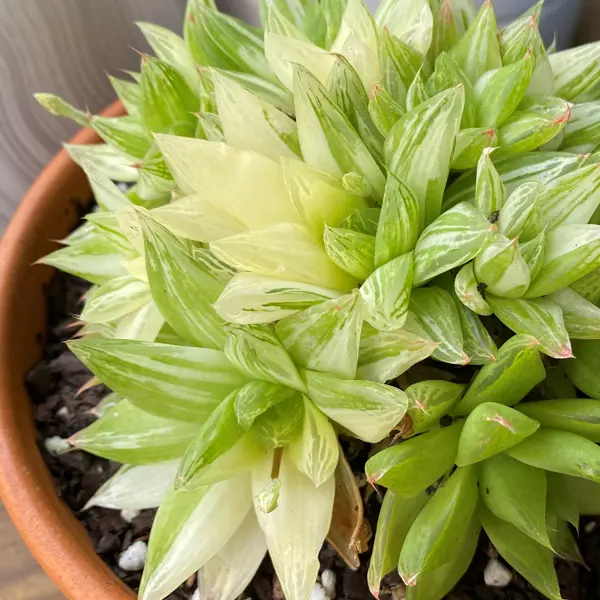Haworthia Cymbiformis Variegated