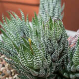 Haworthia Reinwardtii Green P68hawreg - Garden Express Australia
