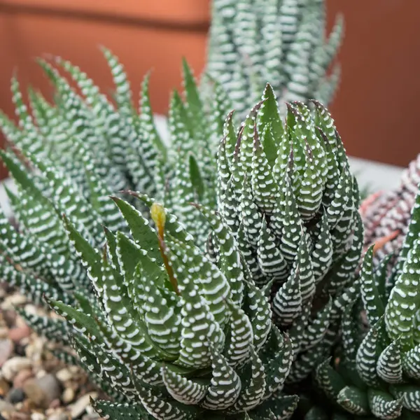 Haworthia Reinwardtii Green Haworthia Reinwardtii Green