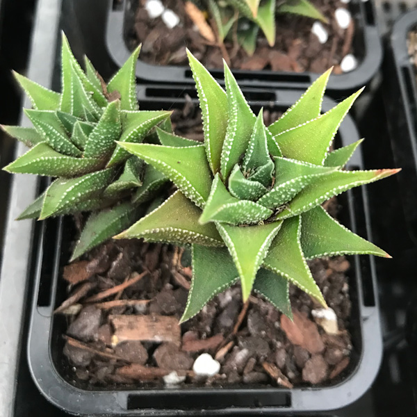 Haworthiopsis Tortuosa Haworthiopsis Tortuosa
