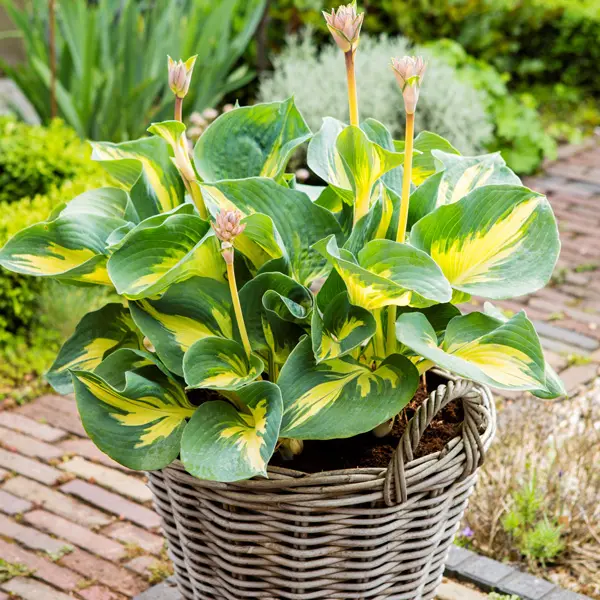 Hosta Beach Boy Hosta Beach Boy