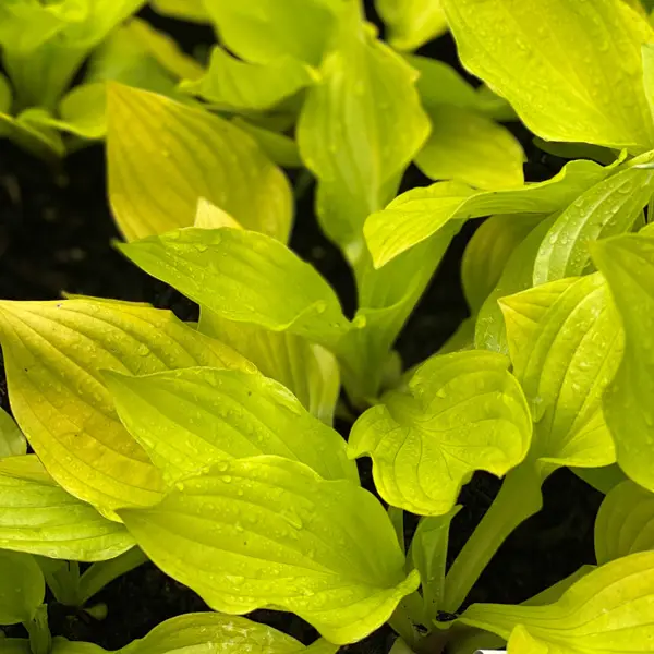 Hosta Blackfoot Hosta Blackfoot