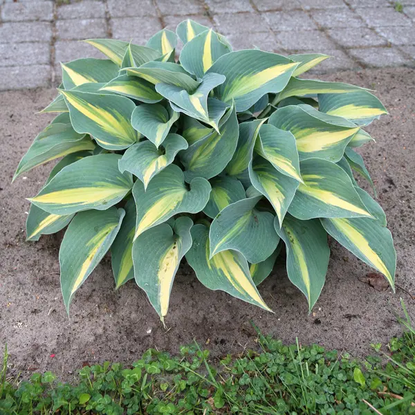 Hosta Catherine Hosta Catherine