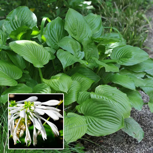 Hosta Grandiflora Hosta Grandiflora