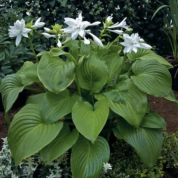 Hosta Venus Hosta Venus