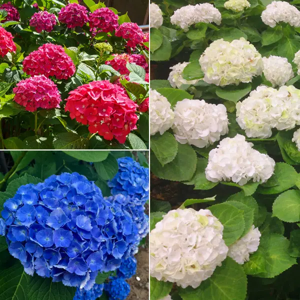 Hydrangea Spring Collection 1 Hydrangea Spring Collection 1
