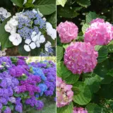 Hydrangea Spring Collection 2 2025 Colhydsc2 - Garden Express Australia