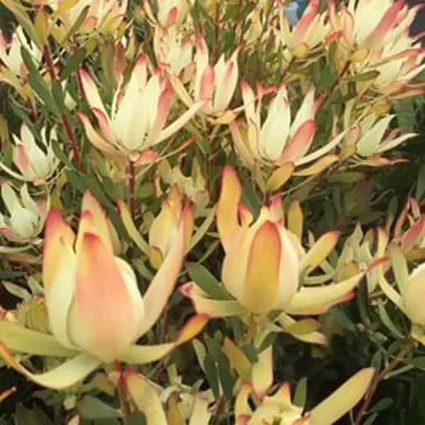 Leucadendron Maui Sunset Leucadendron Maui Sunset
