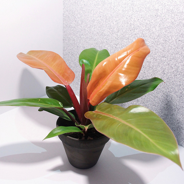 Philodendron Prince Of Orange Philodendron Prince Of Orange
