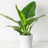 Philodendron Thai Congo P10phitco - Garden Express Australia