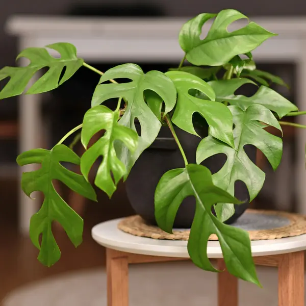 Philodendron Minima Philodendron Minima
