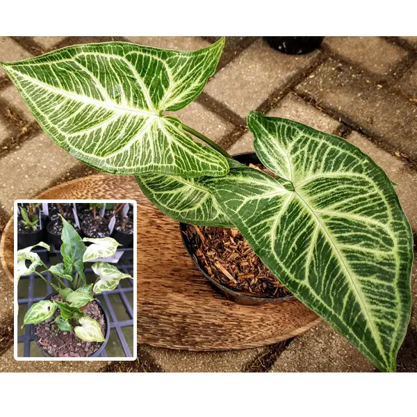 Syngonium Batik Syngonium Batik